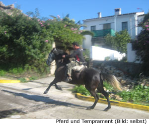 Reiten Pferd Andalusien