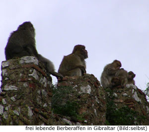 Gibraltar Natur Affen Flughafen